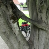 2506F 004 Baum Freundschaft